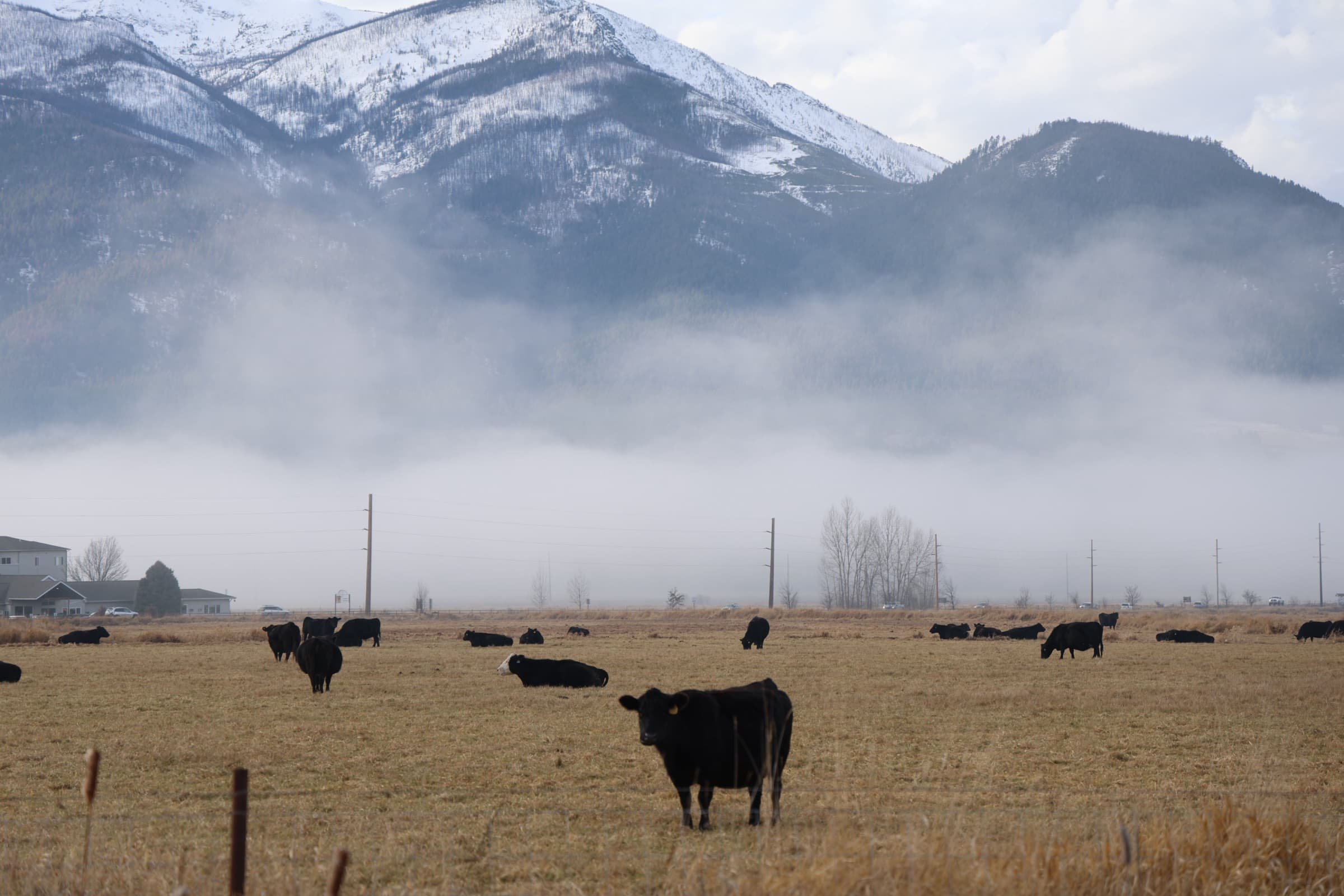 Cattle grazing in a golden field below fog-wrapped, snow-topped Montana mountains.